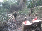Bắt quả tang đối tượng phá rừng tại Khu Bảo tồn thiên nhiên Tà Đùng
