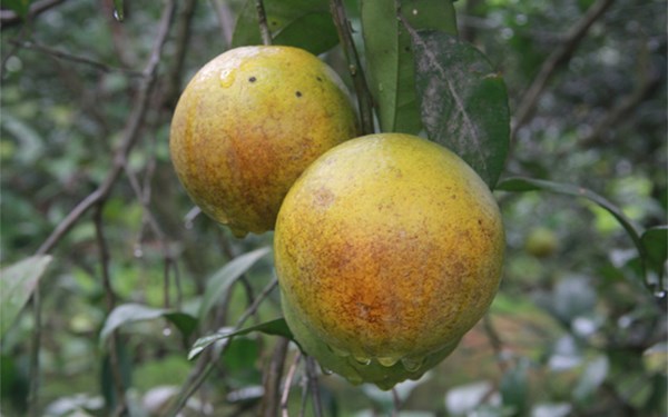 Cách phân biệt cam vàng Cao Phong với cam Trung Quốc