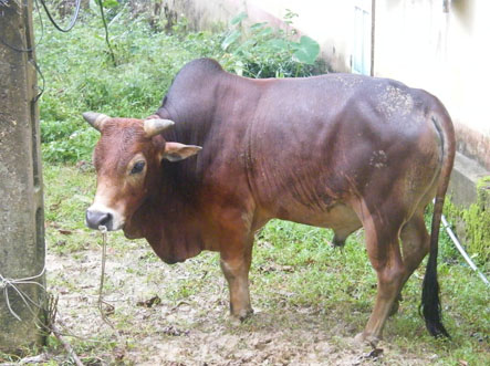 Khởi tố, bắt tạm giam đối tượng trộm bò