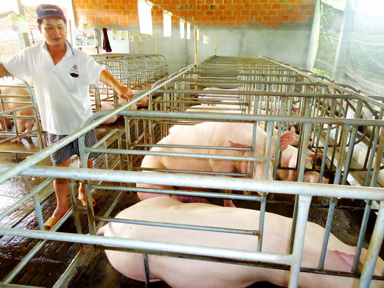 Làm giàu từ chăn nuôi heo