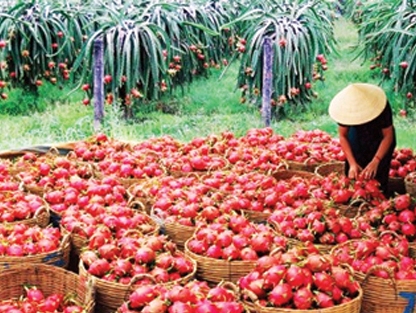  HSBC đánh giá cao tiềm năng xuất khẩu nông sản của Việt Nam (Ảnh minh họa: KT)