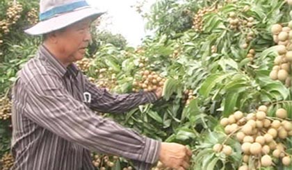 Trồng nhãn Thạch Kiệt cho lợi nhuận cao