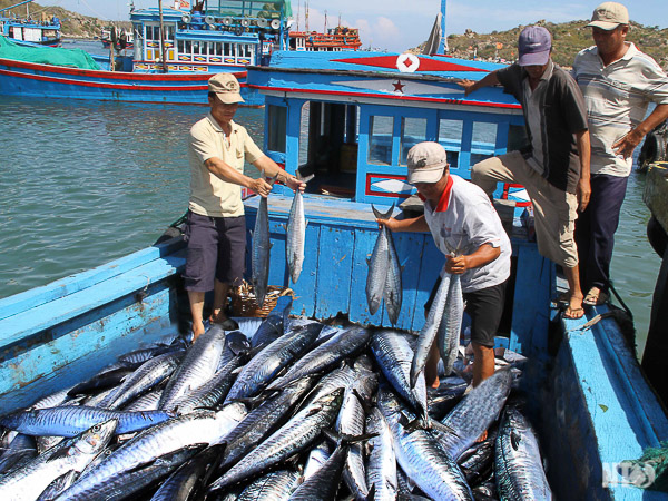Phát triển kinh tế biển nhìn từ hoạt động khai thác hải sản