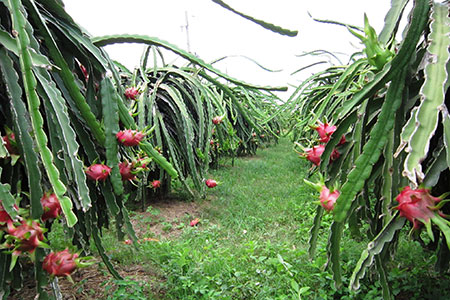 Mùa chong đèn thanh long Cảnh giác bọn trộm