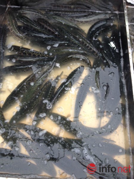 Cá quả Trung Quốc độc chiếm chợ cá lớn nhất Hà Nội