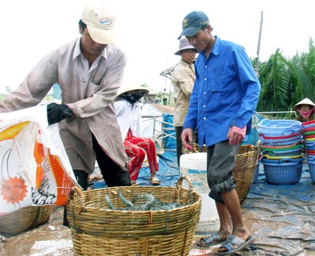 Nông dân nuôi tôm nước lợ có một vụ mùa thắng lợi