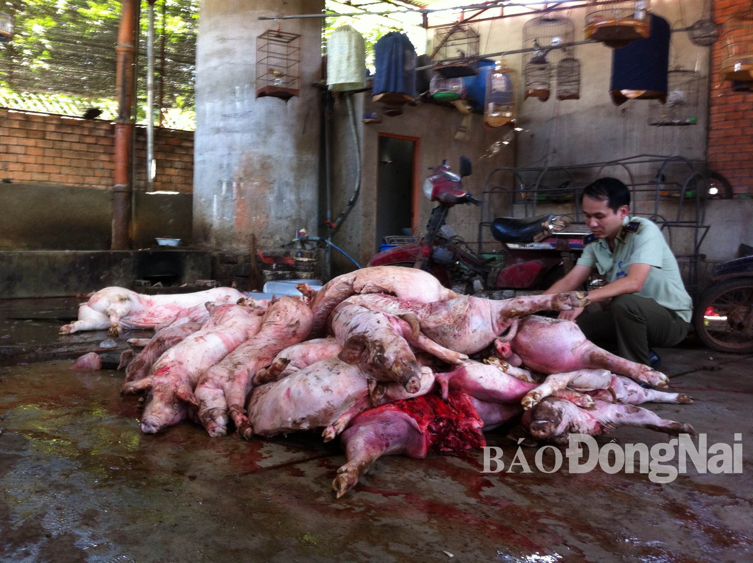 Tiêu hủy hơn 5 tạ heo thối