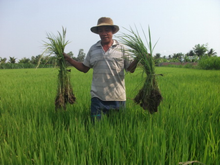 Sản lượng lương thực năm 2014 ước đạt gần 1,37 triệu tấn