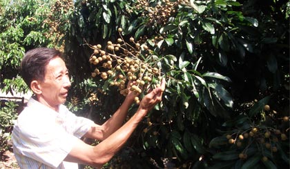 Trồng nhãn Ido né bệnh chổi rồng