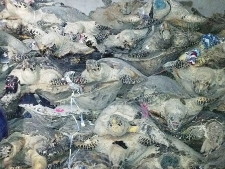 Bộ Công an đột kích 2 cơ sở chế tác rùa biển tại Nha Trang