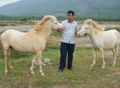Nuôi ngựa bạch ở phường Bùi Thị Xuân
