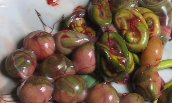 Phải làm gì khi bị bị rắn lục đuôi đỏ tấn công