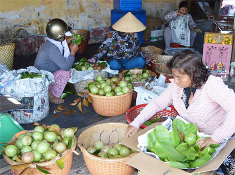 Vú sữa Lò Rèn đầu mùa năm nay giá thấp