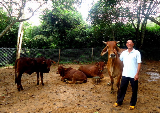 Hiệu quả từ nuôi bò lai không chăn thả