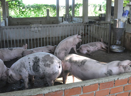 Nuôi heo làm ô nhiễm khu dân cư