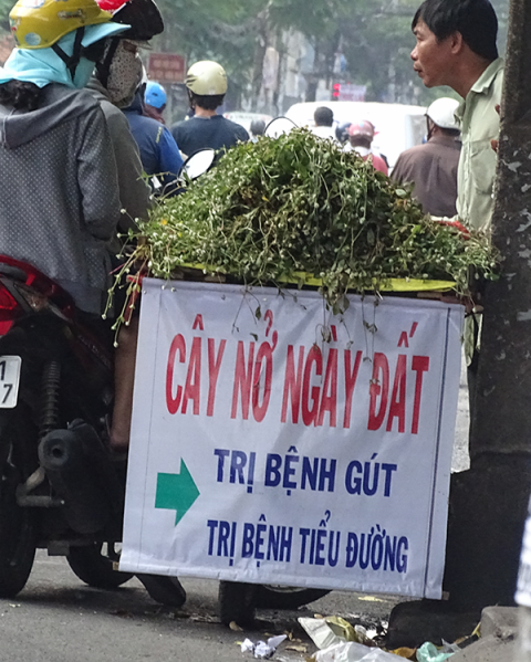  Các điểm bán cây nở ngày đất xuất hiện dày đặc trên nhiều tuyến đường lớn ở TP.Hồ Chí Minh.