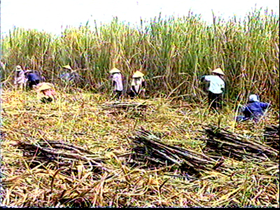 BISUCO Thu mua mía 10 chữ đường với giá 900 000 đồng tấn