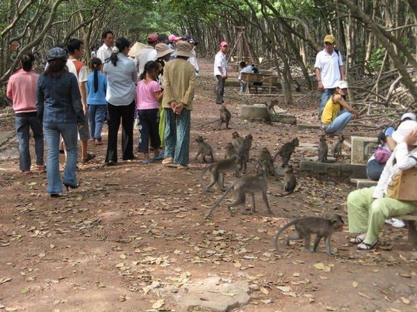 Khu du lịch Rừng Sác - Cần Giờ Chẳng có gì để coi ngoài… khỉ