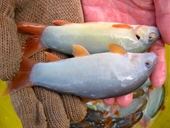 Cá heo nước ngọt Đặc sản của miền Tây