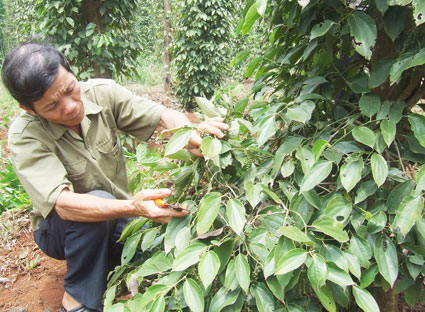 Nhiều ưu đãi cho tam nông