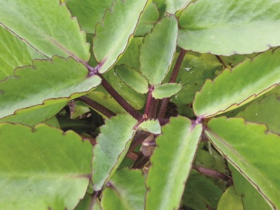 Bài thuốc hay từ cây thuốc bỏng