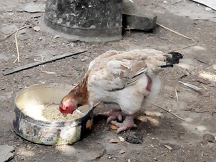 Vì sao gà Đông Tảo có giá chục triệu một con