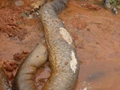 Hốt hoảng vì gặp rắn khổng lồ 140 tuổi dài 16 mét