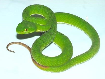 Rắc bột lưu huỳnh ngừa rắn lục đuôi đỏ tấn công