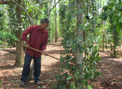 Xuất khẩu hồ tiêu đạt mức kỷ lục