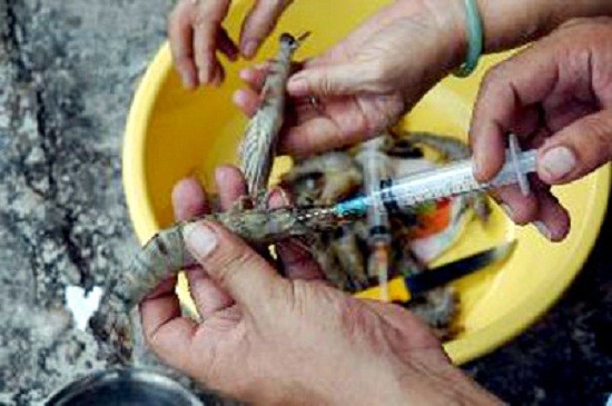 Chuyện lạ đời Thương lái Trung Quốc mua tôm tạp chất giá ngất ngưởng