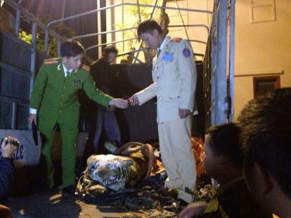 Bắt xe tải chở cá thể hổ đông lạnh nặng 120kg