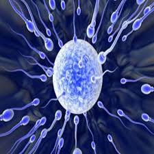 Những yếu tố làm giảm số lượng tinh trùng