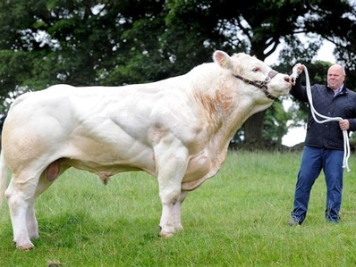 Ngỡ ngàng trước con bò khổng lồ nặng 2 tấn