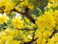 Chạm vào mùa xuân