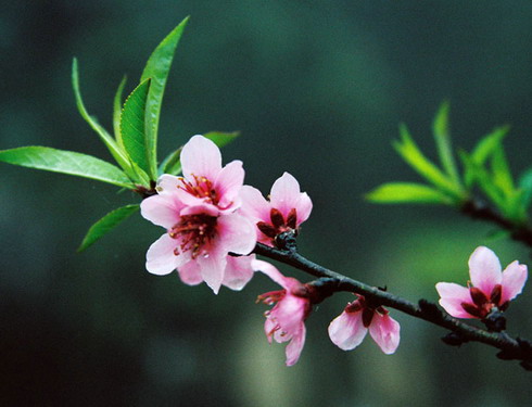 Mùa xuân của mẹ