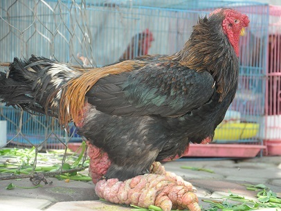 Đại gia không tiếc tiền săn đặc sản Tết