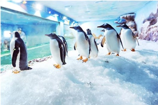 Thủy cung hiện đại với hàng ngàn loài sinh vật biển đến từ “năm châu bốn bể”, đặc biệt là những chú chim cánh cụt Gentoo vô cùng đáng yêu.