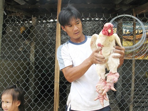 Gà Đông Tảo xịn 1 triệu đồng kg ở miền Tây