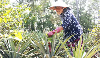 Khóm phụng, khóm son vào mùa khoe sắc
