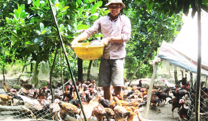 Nuôi gà thả vườn  Làm chơi ăn thật