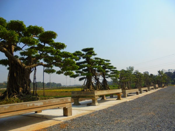 Khu vườn mới được mở rộng quy mô của một đại gia cây cảnh tại Thạch Thất - Hà Nội