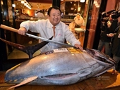 Chủ cửa hàng sushi mua con cá ngừ khổng lồ với giá 37 000USD