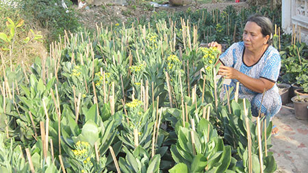 Nông dân Xuân Phú trồng hoa bán Tết