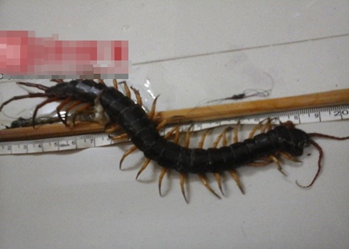 Bắt sống rết khủng tại Đà Nẵng