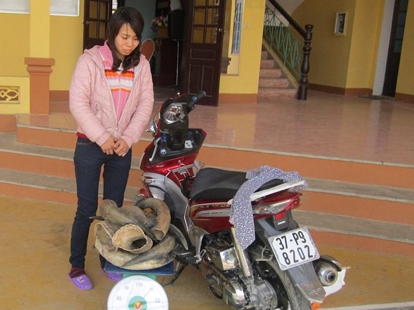 Bắt một phụ nữ vận chuyển 10kg nghi sừng bò tót