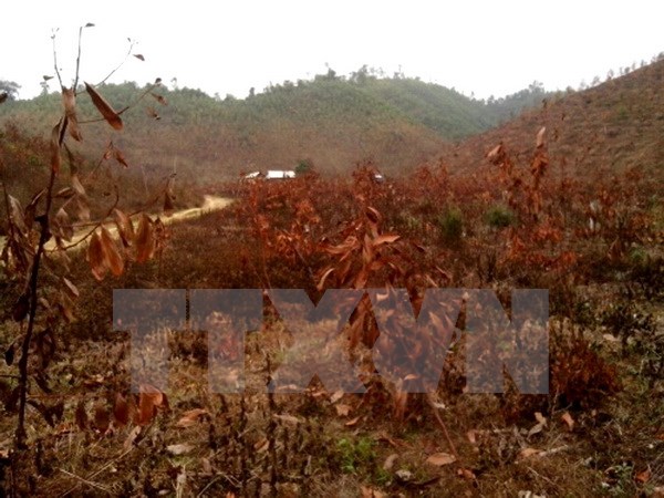  Các cánh rừng keo bị chết khô. (Ảnh: Nguyễn Trình/TTXVN)
