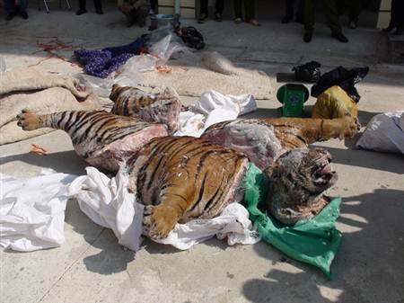 Hổ nặng hơn 300kg bị xẻ xác, đông lạnh