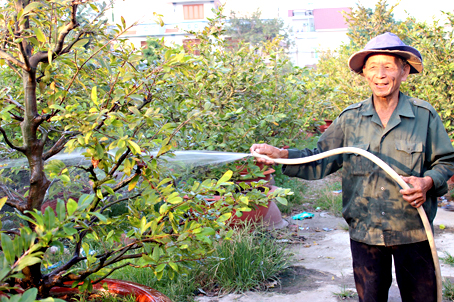 Khấp khởi mùa hoa tết