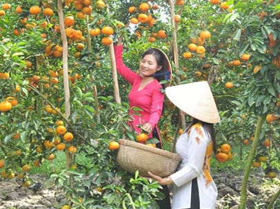 Quýt hồng Lai Vung trúng mùa, được giá