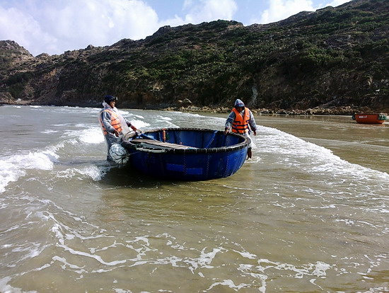 Tôm hùm giống được mùa, được giá